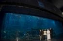 В Дубай може да плувате с акули