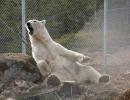 Откриха най-големия парк за бели мечки в Света