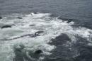 Наблюдение на китове в Еквадор