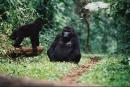 Националните паркове са най-големите атракции в Уганда