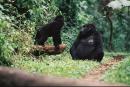 Нов природен парк в Уганда