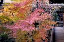 Петте най-добри есенни дестинации в Япония