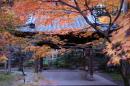 Петте най-добри есенни дестинации в Япония