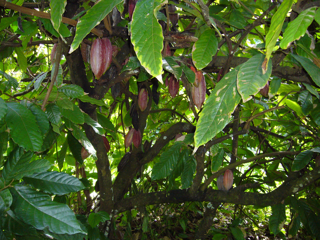 Какаово дърво