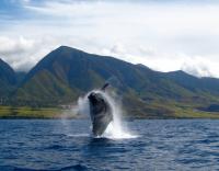 На остров Мауи се провежда Фестивал на китовете 
