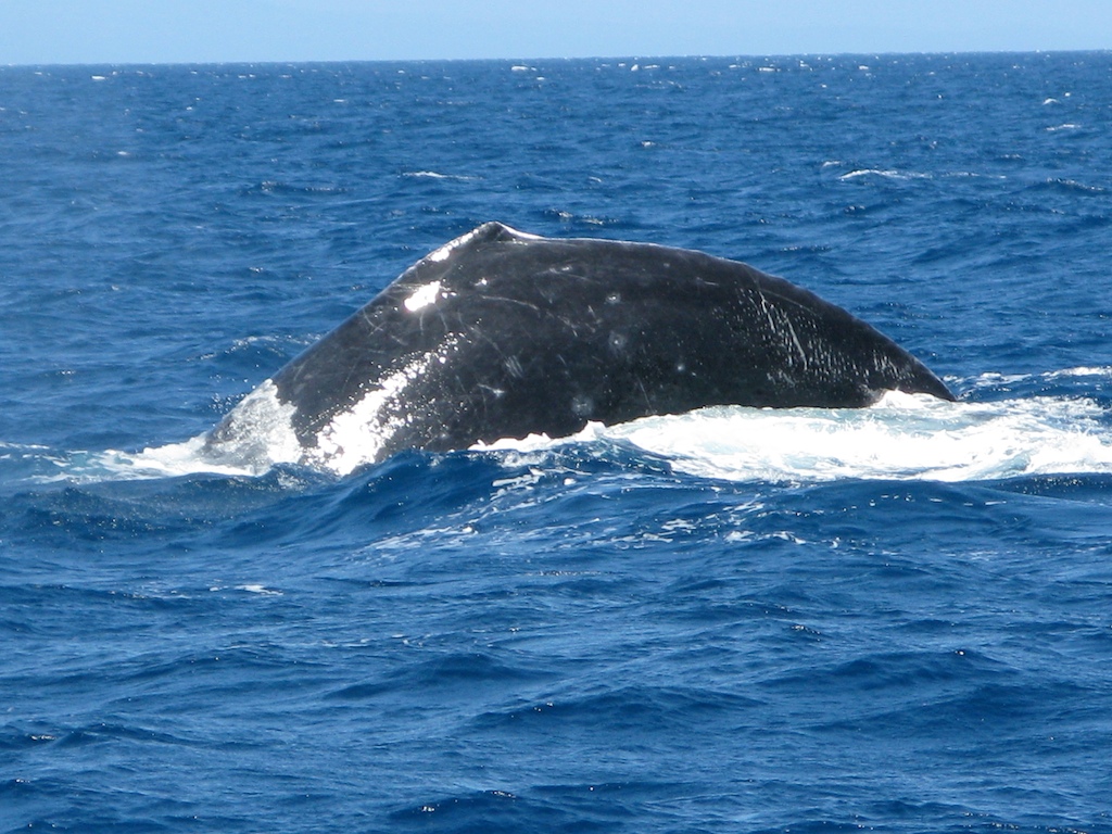 Китове на остров Мауи